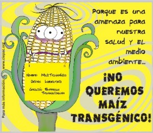 Maiz_transgenico_peligro