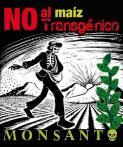 NO al maiz transgenico