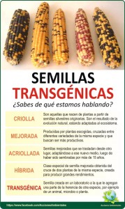 Tipos de semillas