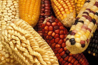 Tercera entrega. Del maíz cultural, al maíz científicamente privatizado