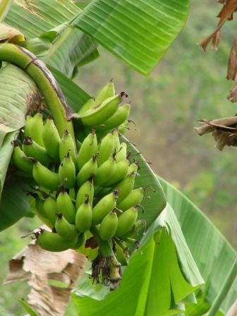 [para la radio] ¿No consigues harina?