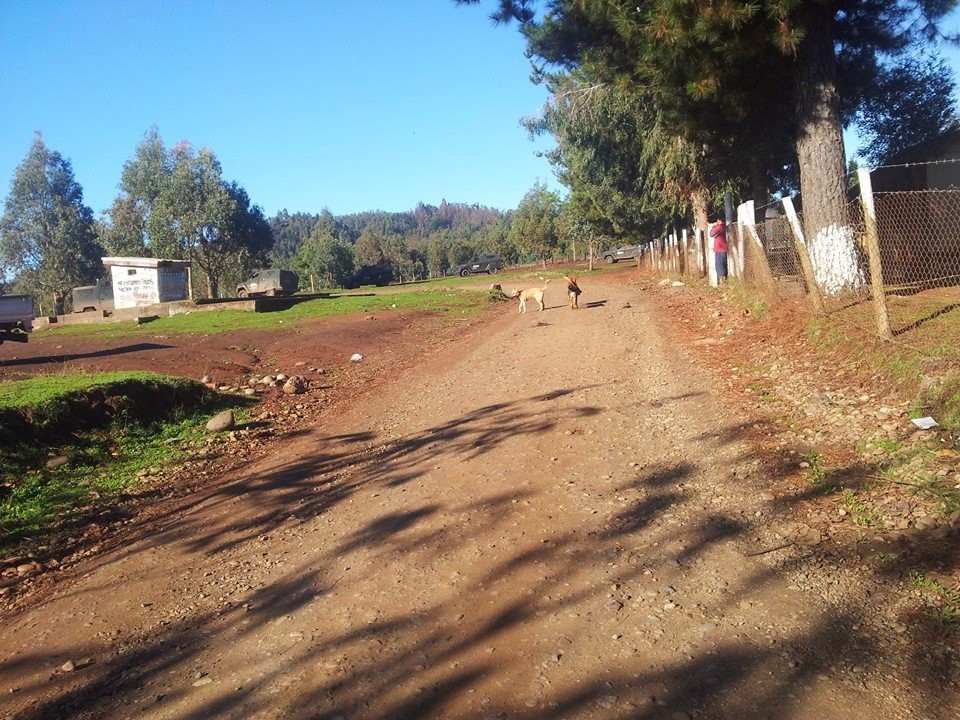 [Waalmapu] Declaración comunidad Mapuche Temucuicui ante nuevo allanamiento