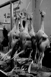 Foto: Yuri Valecillo