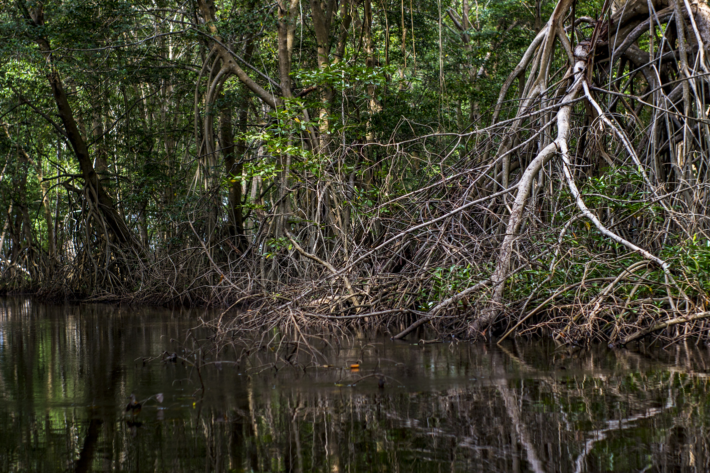 [Docsonoro]El Salvador. El bosque de manglar como habitar
