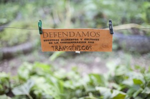 Santuario de semillas criollas.