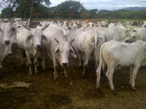 ganadreia El Maizal 1