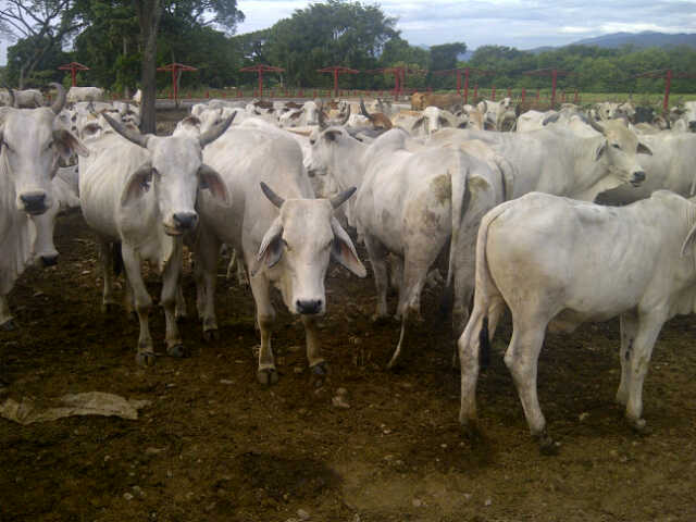 El Caso de la Comuna El Maizal, una decisión triste.