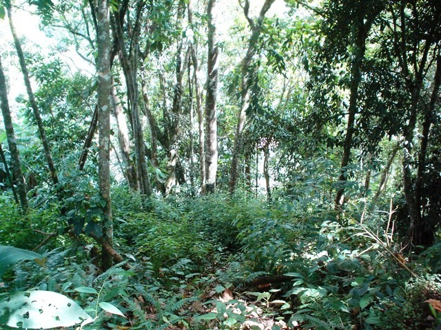 Alerta Ambiental: El Cerro Valencia en Guaicaipuro (Miranda) debe preservarse por el agua y la biodiversidad.