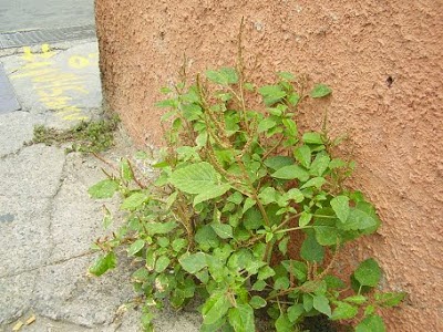 ESPARSAS: La pira en la cocina venezolana | 23 de julio 10 am | 23 de enero