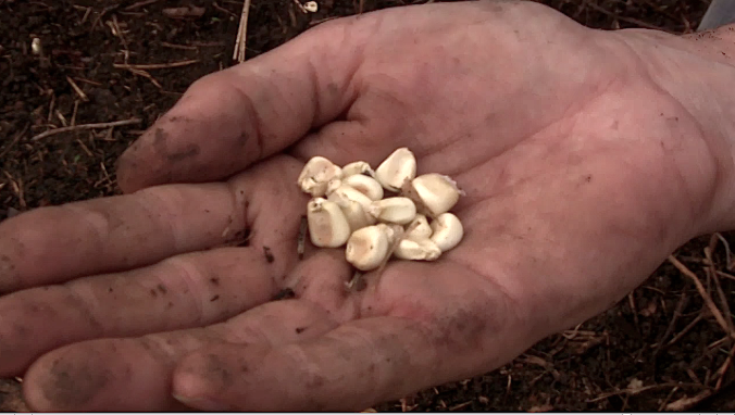 La cosificación de las semillas. De las semillas Indocampesinas a los germoplasmas o recursos fitogenéticos