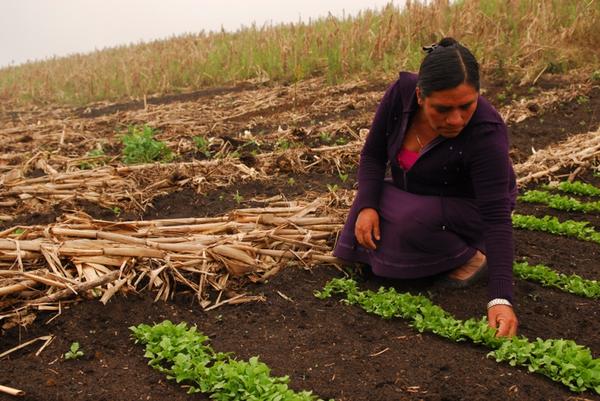 La agricultura campesina e indígena como una transición hacia el bien común de la humanidad: el caso del Ecuador