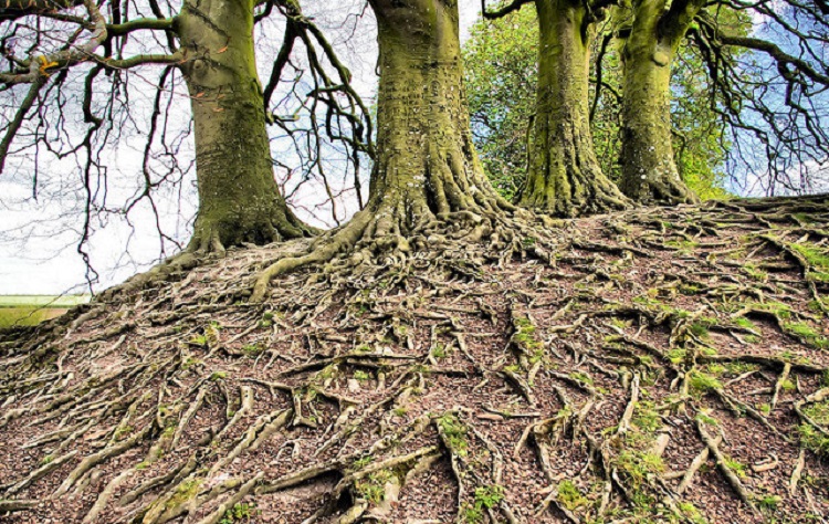 Las comunicaciones secretas de las plantas