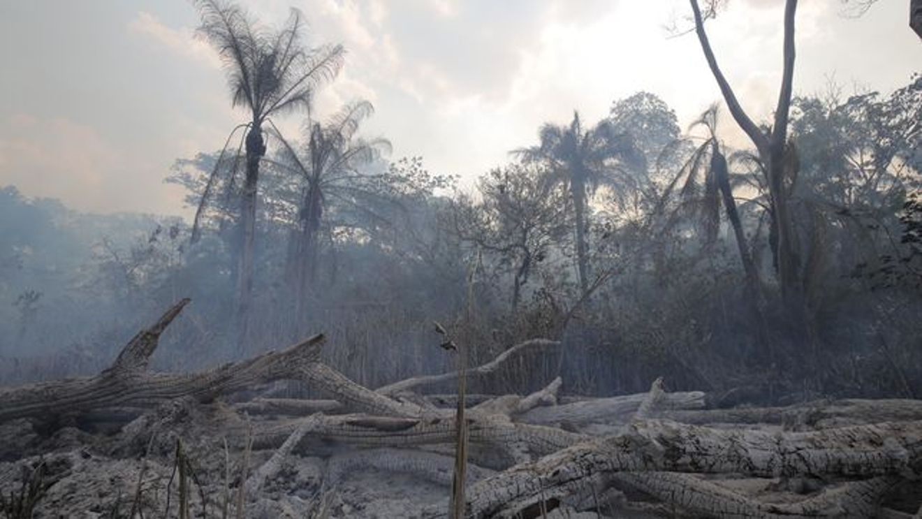 ¿Qué tiene que ver Burger King con la deforestación descontrolada en Brasil y Bolivia?
